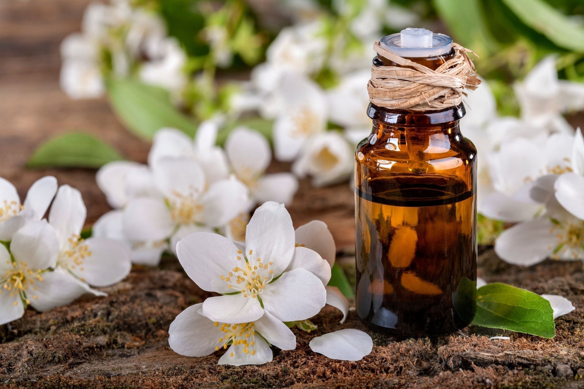 Essential oil bottle surrounded by fresh botanicals, highlighting natural ingredients used in Holistic Hair’s hair care products.